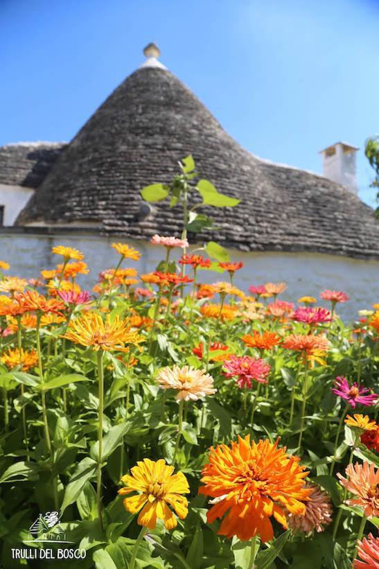 Trulli Del Bosco Acomodação com café da manhã Alberobello Exterior foto
